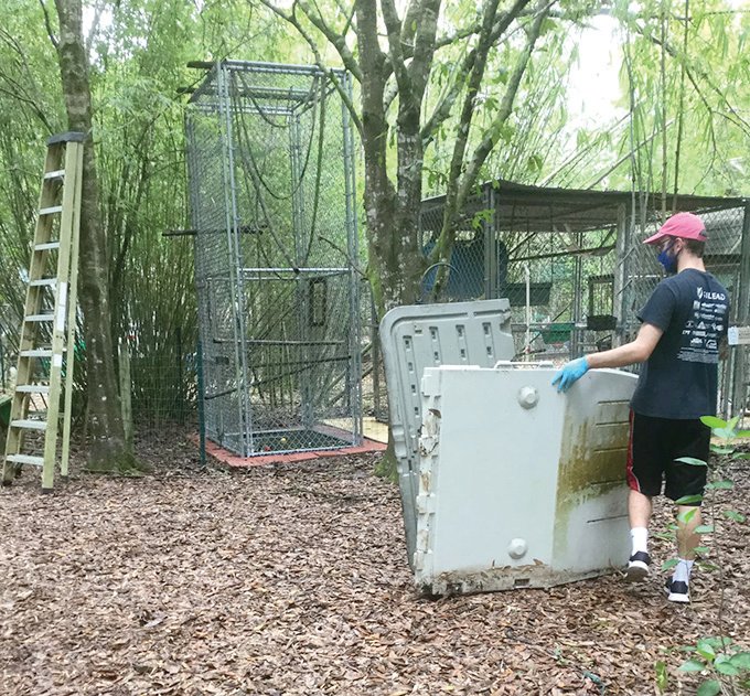 HENDRY COUNTY —  An male member of the FGCU club assists with cage cleanup.